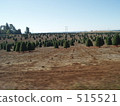 Christmas tree field (USA) 515521