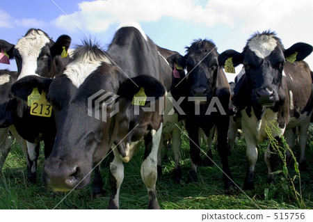 一頭牛 一頭牛 515756