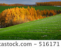Field of Biei 516171