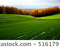 Early winter wheat fields 516179