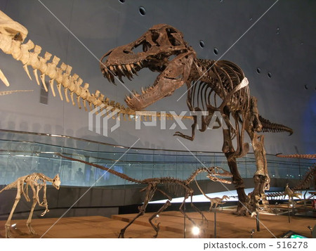 Fukui dinosaur 516278