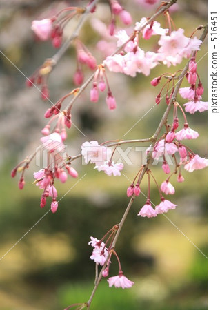 紅山牆櫻桃樹 516451