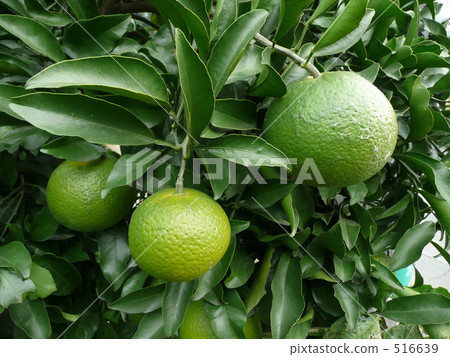 柚子 516639
