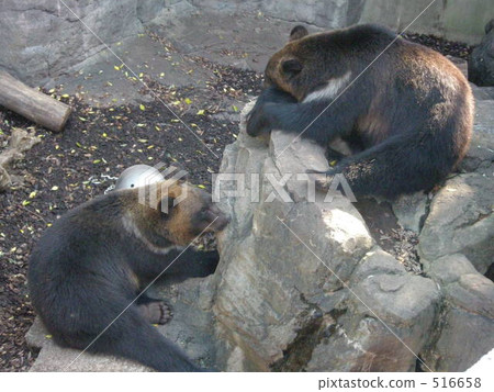 熊 動物園 兄弟 516658