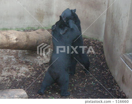 動物園 打架 戰鬥 516660