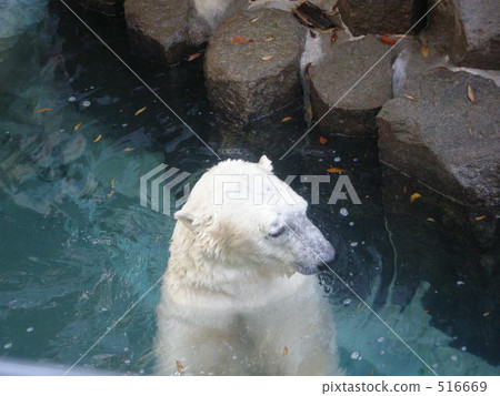 北極熊 在水里玩 戲水 516669