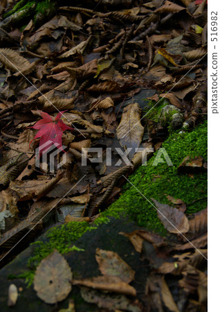 red leafe, fallen leafe, falling leafe 516982