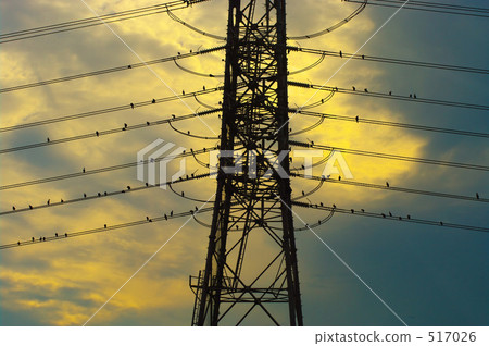 鸕鶿在高壓線停止 517026