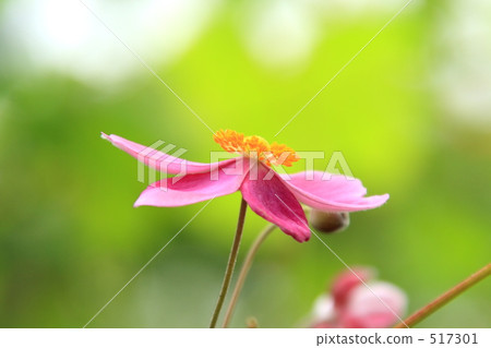 side, In Bloom, bloom 517301