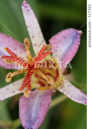 Taiwan Hototogisu Taiwan Hototogisu 517303