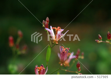 Taiwan Hototogis 2 Taiwan Hototogis 2 517305