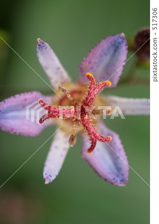 Taiwan Hototogis 3 517306