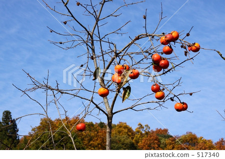 Persimmon nuts and blue sky 517340