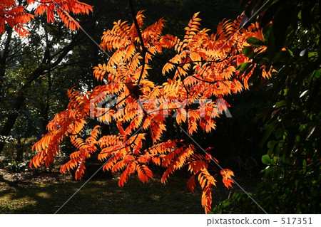 Honey leek leaves 4 517351