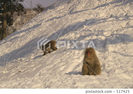 Sudden snow monkey 517425