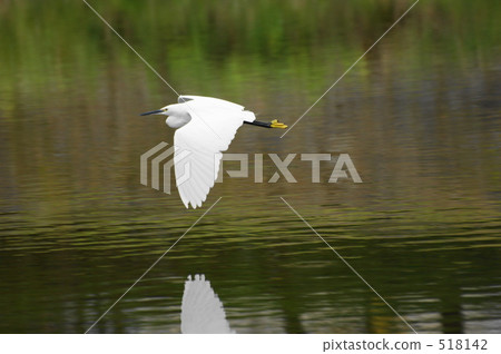 小白鷺 小白鷺 518142