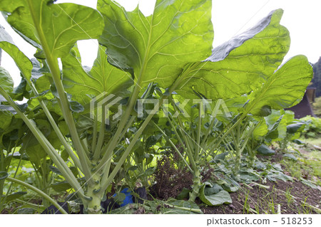 Autumn's brussels sprouts Autumn's brussels sprouts 518253
