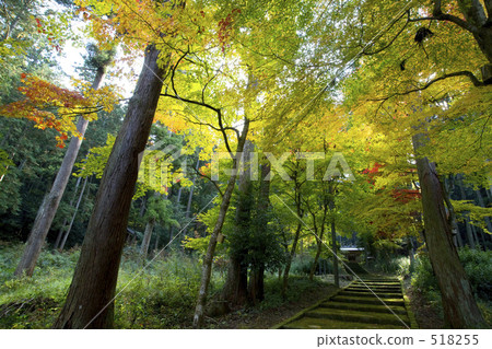 Autumn leaves of the village shrine Autumn leaves of the village shrine 518255