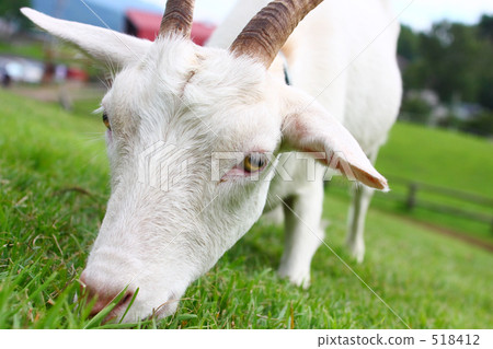 White Goat 01 518412