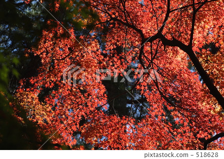 Autumn leaves 8 518628