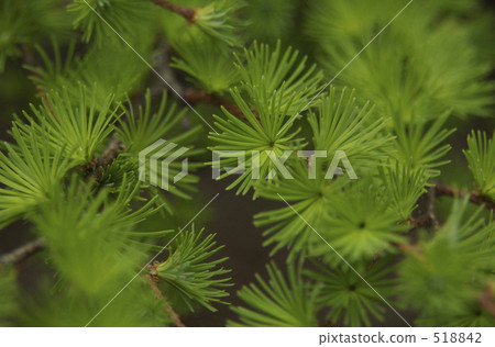 Karamatsu年輕葉子 518842