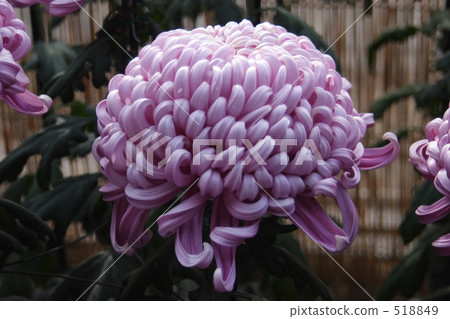 Chrysanthemum Chrysanthemum 518849