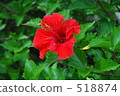 Hibiscus 518874