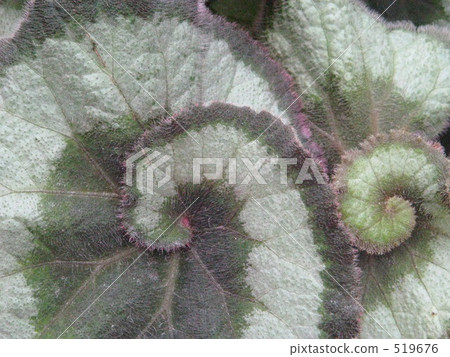 Rex Begonia Escargot 2 519676