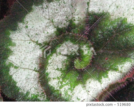 Rex Begonia Escargot 1 519680