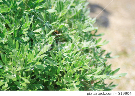 葉子 葉 樹葉 519904