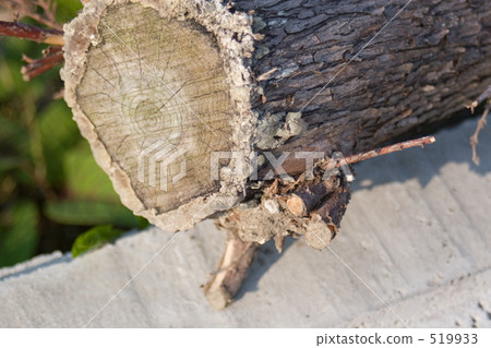 切開 樹墩 花園樹 519933