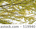 分支 樹枝 灌木叢 519940