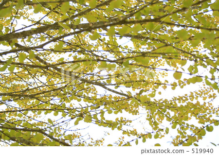 分支 樹枝 灌木叢 519940