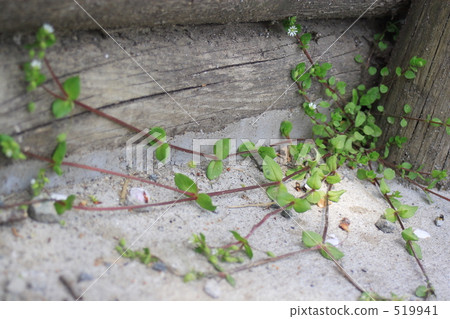 tendril, vine, close to one 519941