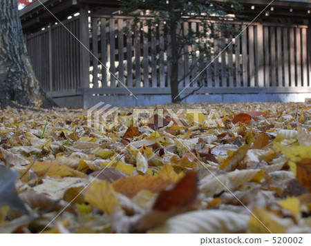 hachiman shrine, fuchuu, ginkgo 520002