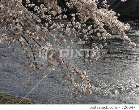 鴨川的櫻花 520047