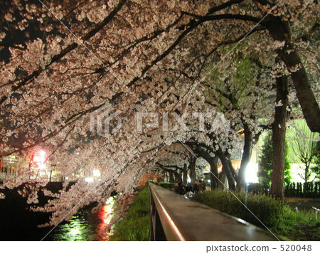 cherry blossoms at night, cherry trees in the evening, tunnel 520048
