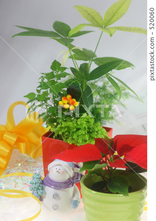 聖誕雪人和一品紅2 520060