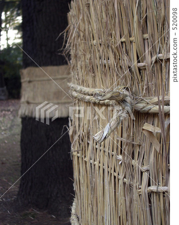 秸杆包裹的松樹 520098