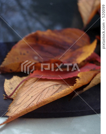 落葉在車上 520099