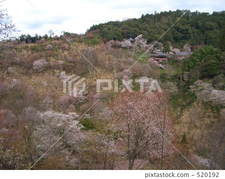 櫻花盛開 吉野 櫻花 520192