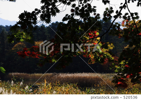 lagoon, swamp, goshiki-numa 520536