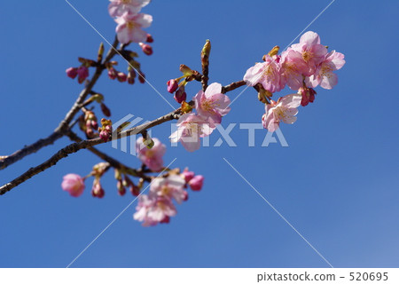 Kawazu Sakura 8 Kawazu Sakura 8 520695