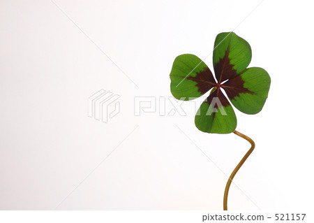 四葉草 三葉草 室內盆栽 521157