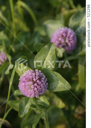 Murasaki Pomegranate 521296