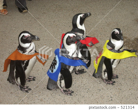 松江沃格爾公園的企鵝的主食 521314