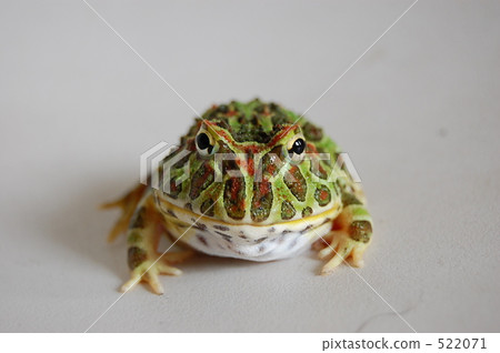 Bird frog 522071