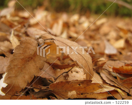 Dead leaves Dead leaves 522259