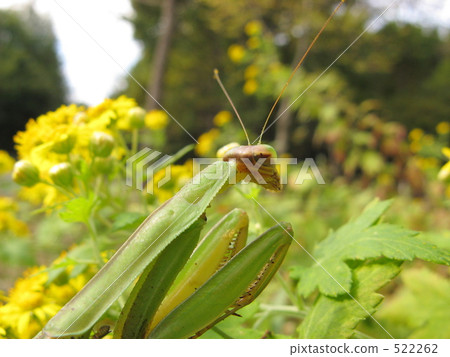 Mantis 522262