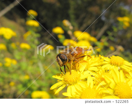 納米哈納布 522265